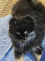 Akc grand champion pedigree macy, a female Pomeranian for sale in Kendallville, IN – 1 of 5