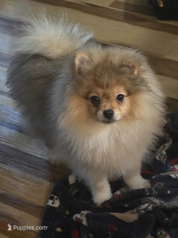 Ckc champion pedigree teddy  – Pomeranian puppy for sale in Fort Wayne, IN