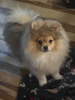 Ckc champion pedigree teddy , a male Pomeranian for sale in Fort Wayne, IN – 1 of 4