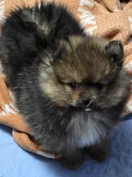 Akc champion pedigree dolly, a female Pomeranian for sale in Kendallville, IN – 3 of 3