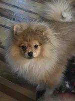 Ckc champion pedigree teddy , a male Pomeranian for sale in Fort Wayne, IN – 4 of 4