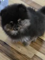 Akc champion pedigree teddy, a male Pomeranian for sale in Fort Wayne, IN – 3 of 4