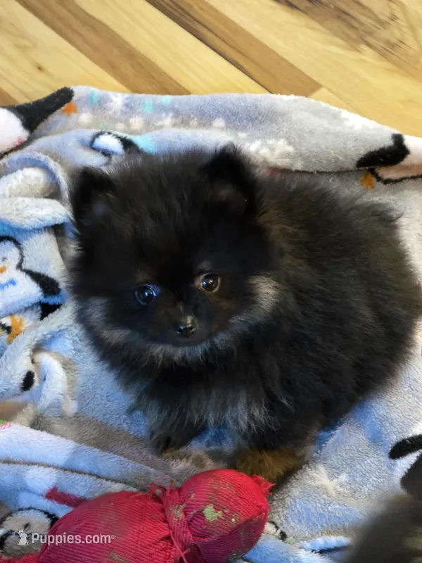 Ak. Champion pedigree  – Pomeranian puppy for sale in Kendallville, IN