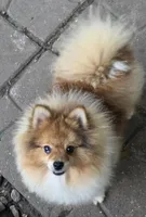 Ckc champion pedigree max , a male Pomeranian for sale in Kendallville, IN – 4 of 4
