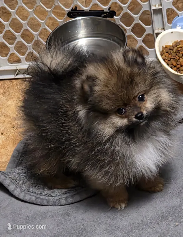 Akc champion pedigree beautiful buffy  – Pomeranian puppy for sale in Kendallville, IN