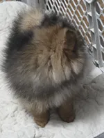 Akc champion pedigree beautiful jazzy, a female Pomeranian for sale in Kendallville, IN – 6 of 6