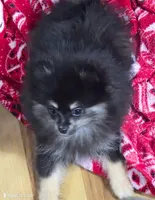 Akc champion pedigree maci, a female Pomeranian for sale in Kendallville, IN – 3 of 3