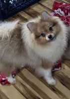 Ckc champion pedigree max , a male Pomeranian for sale in Fort Wayne, IN – 5 of 9