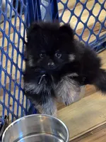 Akc champion pedigree bear, a male Pomeranian for sale in Kendallville, IN – 2 of 7