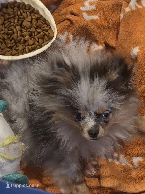 Aca tiny blue merle harley – Pomeranian puppy for sale in Kendallville, IN
