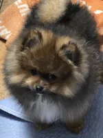 Akc champion pedigree teddy bear Minnie, a female Pomeranian for sale in Kendallville, IN – 4 of 5