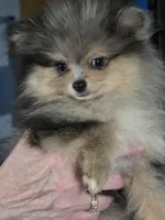 Akc champion pedigree tanner, a male Pomeranian for sale in Kendallville, IN – 2 of 4