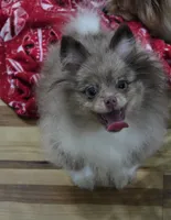 Ckc champion pedigree toby, a male Pomeranian for sale in Fort Wayne, IN – 7 of 7