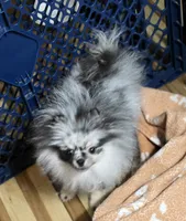 Akc grand champion molly , a female Pomeranian for sale in Fort Wayne, IN – 2 of 6