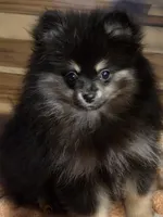 Akc champion pedigree macy, a female Pomeranian for sale in Kendallville, IN – 3 of 4