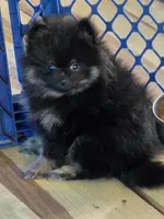 Akc champion pedigree bear, a male Pomeranian for sale in Kendallville, IN – 4 of 8