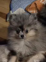 Akc grand pedigree jenny, a female Pomeranian for sale in Kendallville, IN – 5 of 5