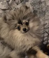 Akc champion pedigree tiny dolly, a female Pomeranian for sale in Kendallville, IN – 3 of 4