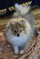 Ckc champion pedigree toby, a male Pomeranian for sale in Fort Wayne, IN – 3 of 6