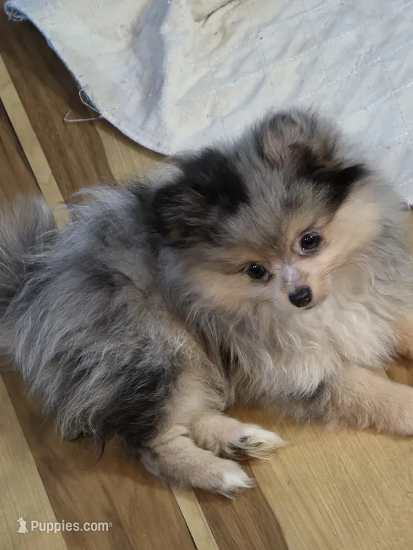 Akc champion pedigree merle girl batman  – Pomeranian puppy for sale in Kendallville, IN