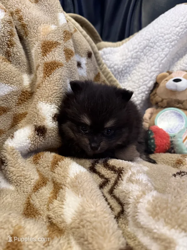 Maci – Pomeranian puppy for sale in Fort Wayne, IN
