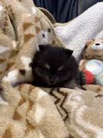 Maci, a female Pomeranian for sale in Fort Wayne, IN – 1 of 3