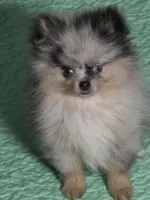 Aca tiny blue merle harley with blue eyes , a male Pomeranian for sale in Kendallville, IN – 3 of 8