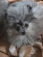 Akc tiny little merle girl dolly , a female Pomeranian for sale in Kendallville, IN – 1 of 6