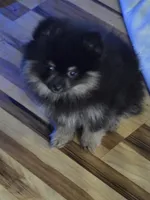 Akc champion pedigree molly , a female Pomeranian for sale in Kendallville, IN – 2 of 7