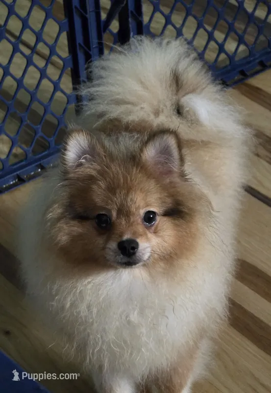 Ckc champion pedigree max  – Pomeranian puppy for sale in Fort Wayne, IN