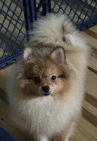 Ckc champion pedigree max , a male Pomeranian for sale in Fort Wayne, IN – 1 of 9