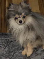 Akc champion pedigree jax, a male Pomeranian for sale in Kendallville, IN – 4 of 5