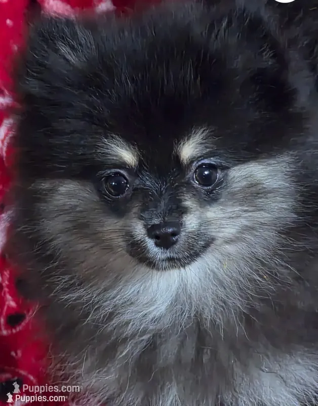 Akc champion pedigree maci – Pomeranian puppy for sale in Kendallville, IN