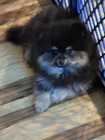 Akc grand champion pedigree teddy, a male Pomeranian for sale in Kendallville, IN – 3 of 3