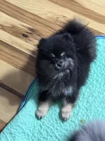 Akc Susie , a female Pomeranian for sale in Fort Wayne, IN – 2 of 2