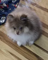 Ckc champion pedigree max , a male Pomeranian for sale in Fort Wayne, IN – 2 of 5