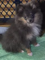 Aca beautiful blue and tan boy duffy, a male Pomeranian for sale in Kendallville, IN – 2 of 4