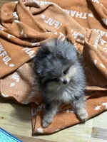 Akc Denny , a male Pomeranian for sale in Fort Wayne, IN – 2 of 4