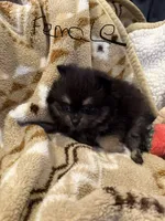 Maci, a female Pomeranian for sale in Fort Wayne, IN – 2 of 3