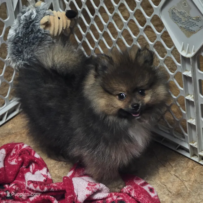 Akc champion pedigree teddy bear Minnie – Pomeranian puppy for sale in Kendallville, IN