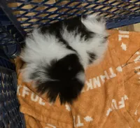 Akc champion pedigree pebbles, a female Pomeranian for sale in Kendallville, IN – 3 of 5