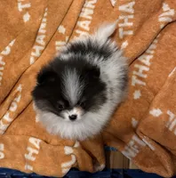 Akc pebbles , a female Pomeranian for sale in Fort Wayne, IN – 5 of 5
