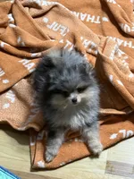 Akc Denny , a male Pomeranian for sale in Fort Wayne, IN – 4 of 4