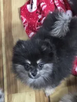 Akc champion pedigree macy, a female Pomeranian for sale in Kendallville, IN – 2 of 6