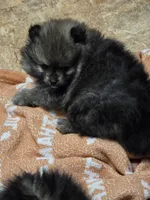 Akc grand champion pedigree Aspen, a female Pomeranian for sale in Kendallville, IN – 3 of 4
