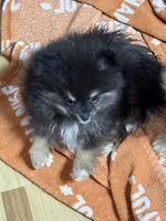 Akc Betty , a female Pomeranian for sale in Fort Wayne, IN – 3 of 4