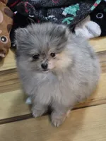 Akc champion pedigree jax, a male Pomeranian for sale in Fort Wayne, IN – 2 of 3
