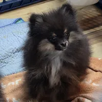 Akc champion pedigree macy, a female Pomeranian for sale in Kendallville, IN – 4 of 4