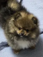 Akc champion pedigree buffy , a female Pomeranian for sale in Kendallville, IN – 2 of 5