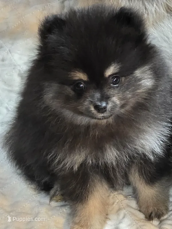 Akc champion pedigree molly – Pomeranian puppy for sale in Fort Wayne, IN